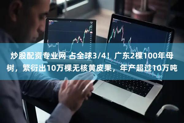 炒股配资专业网 占全球3/4！广东2棵100年母树，繁衍出10万棵无核黄皮果，年产超过10万吨