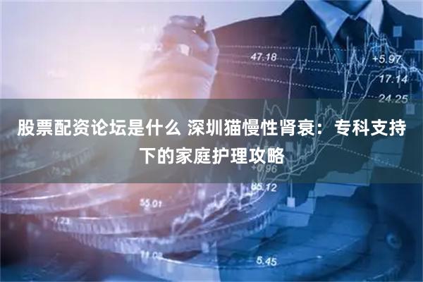 股票配资论坛是什么 深圳猫慢性肾衰：专科支持下的家庭护理攻略